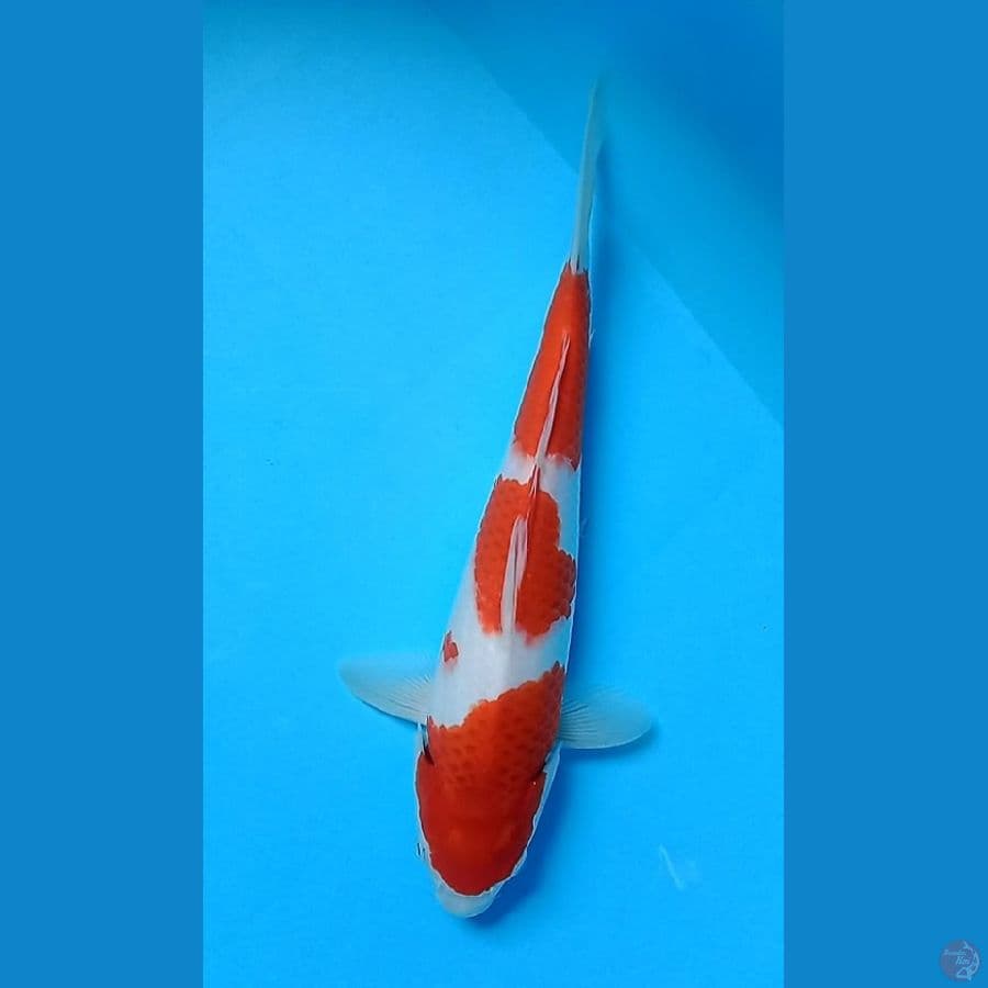 kohaku