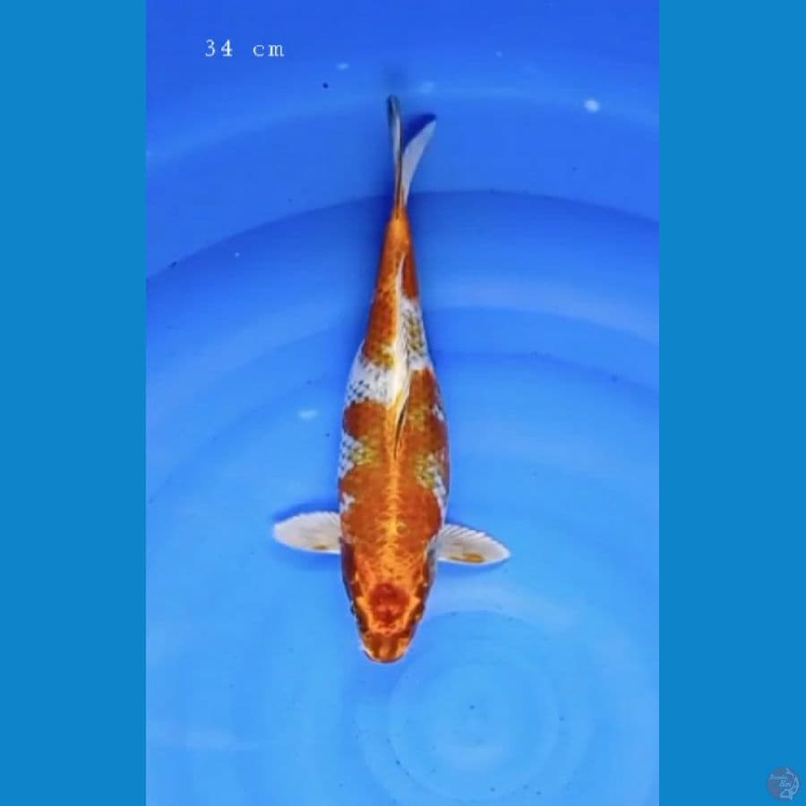 Beni gingga 34 cm