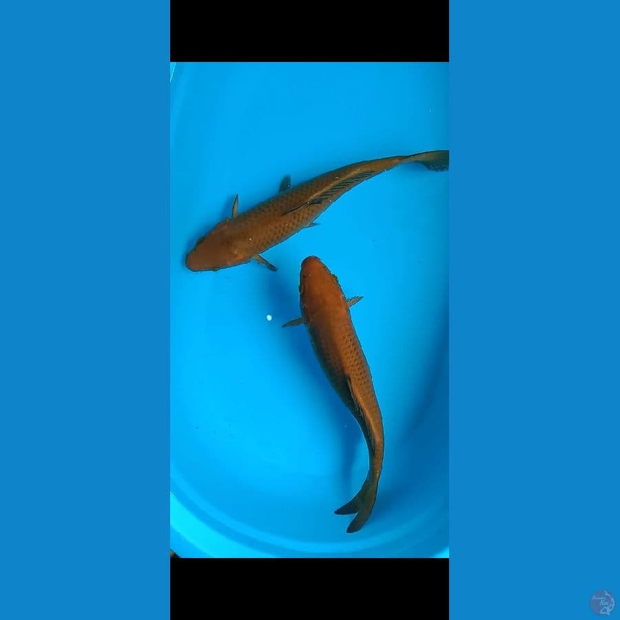 Cagoi Tembaga 41-42 cm