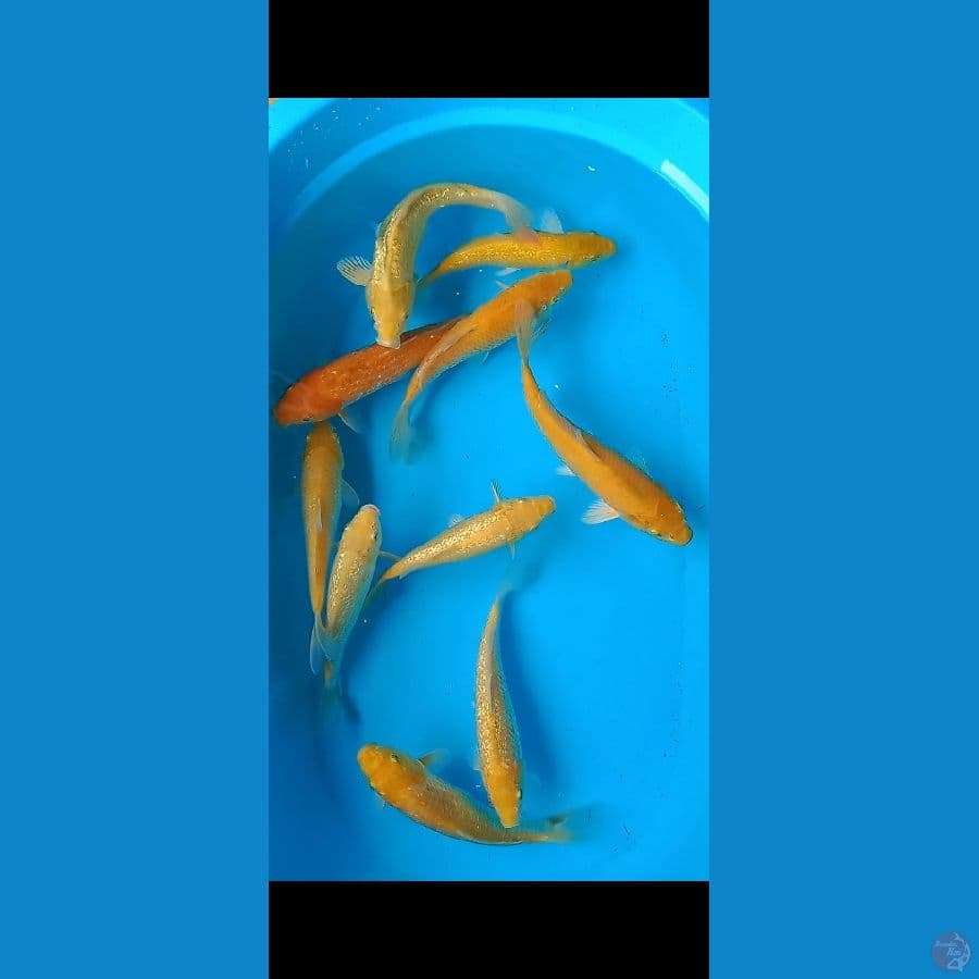 Koi Mix Karasi Ginrin dan non ginrin size 23-27 10ekor