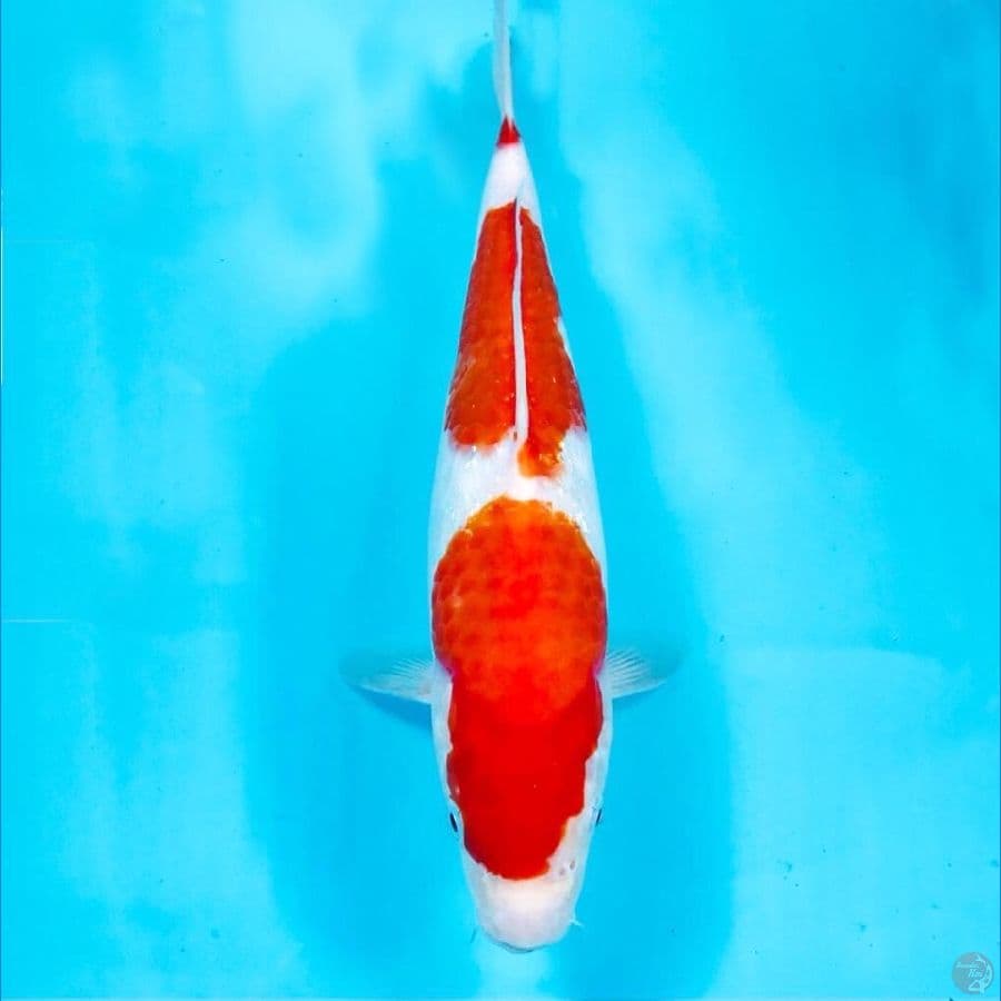 kohaku, 29 cm