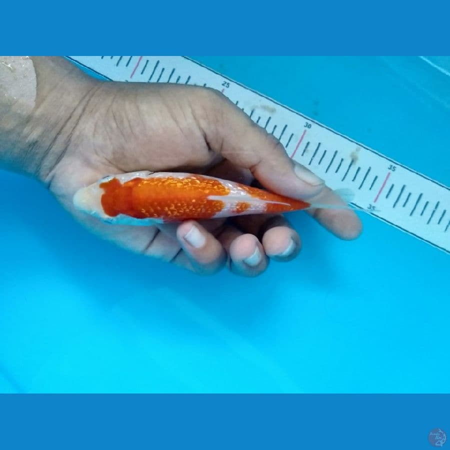 kohaku ginrin SQ 12cm