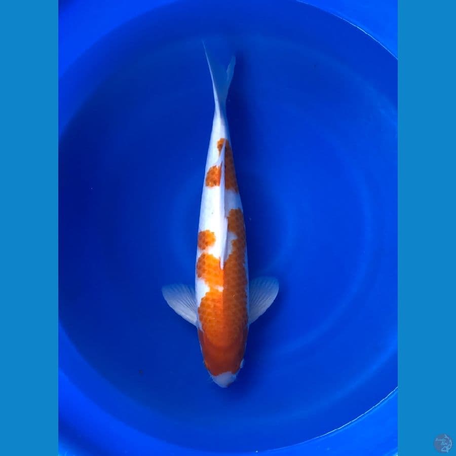 Kohaku Jumbo 50cm