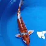 KUJAKU 35cm Female