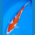 KOHAKU INAZUMA 25cm
