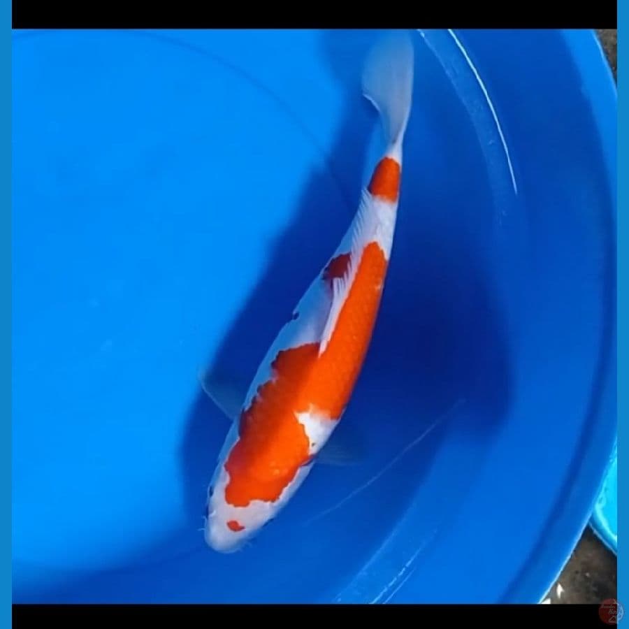 Nippon KOHAKU 35cm