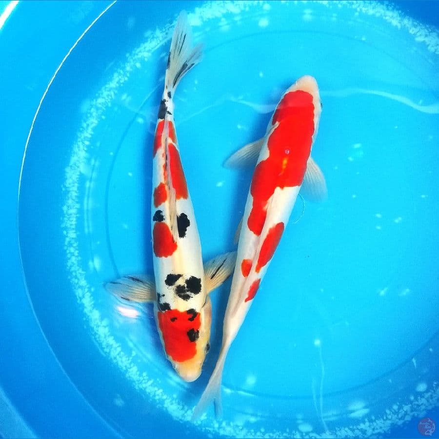 kohaku sanke 32cm