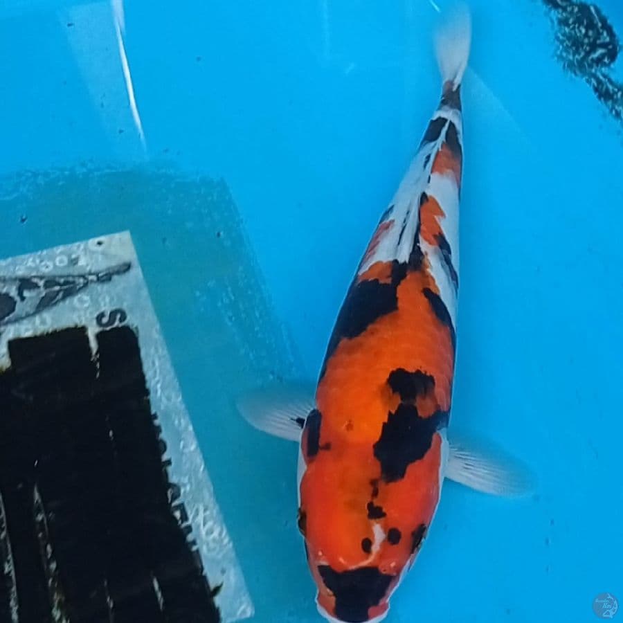 showa sanshoku 33 cm