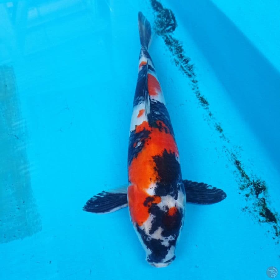 showa 35 cm