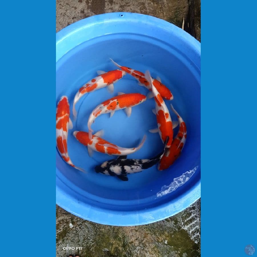 Mix 32cm-35cm