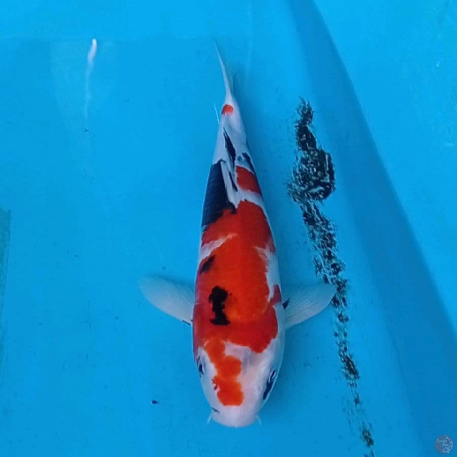 SHOWA SANSHOKU 33 cm
