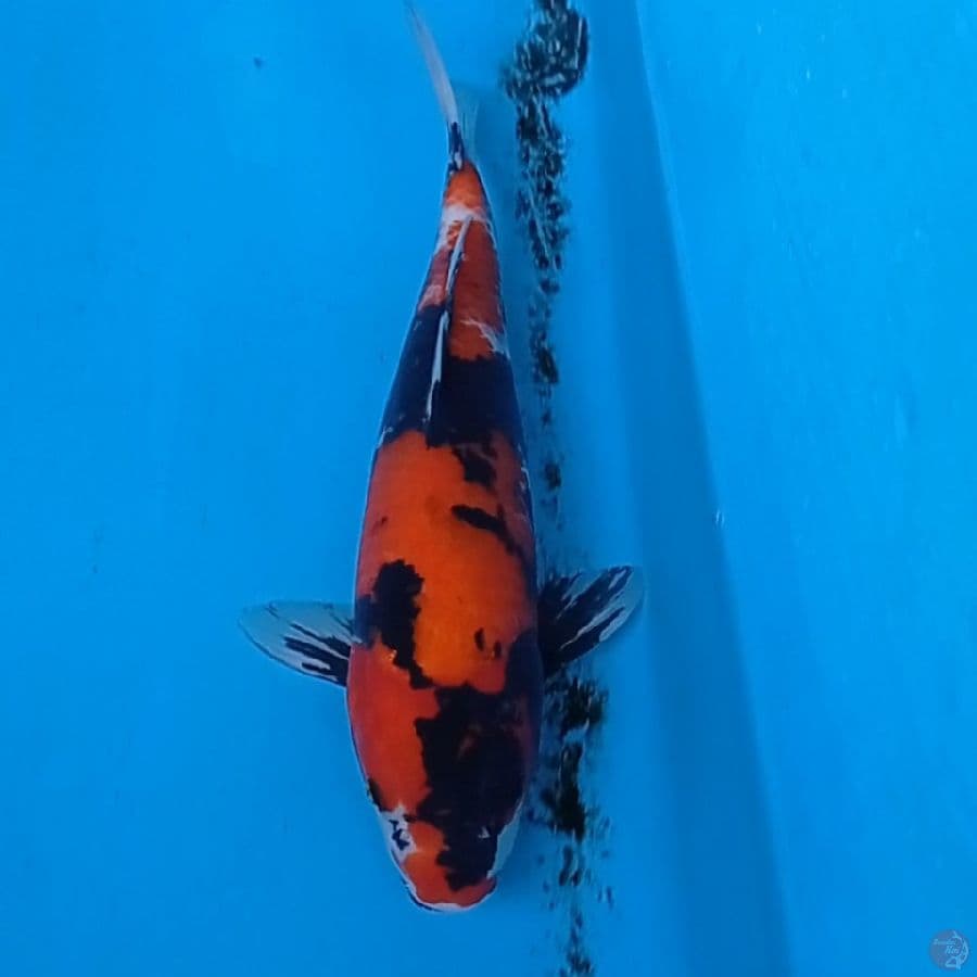HI SHOWA 33 CM