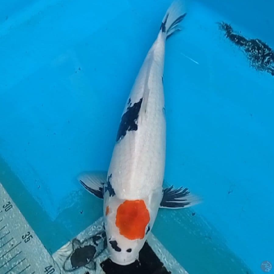 Tancho Showa Original 35 cm
