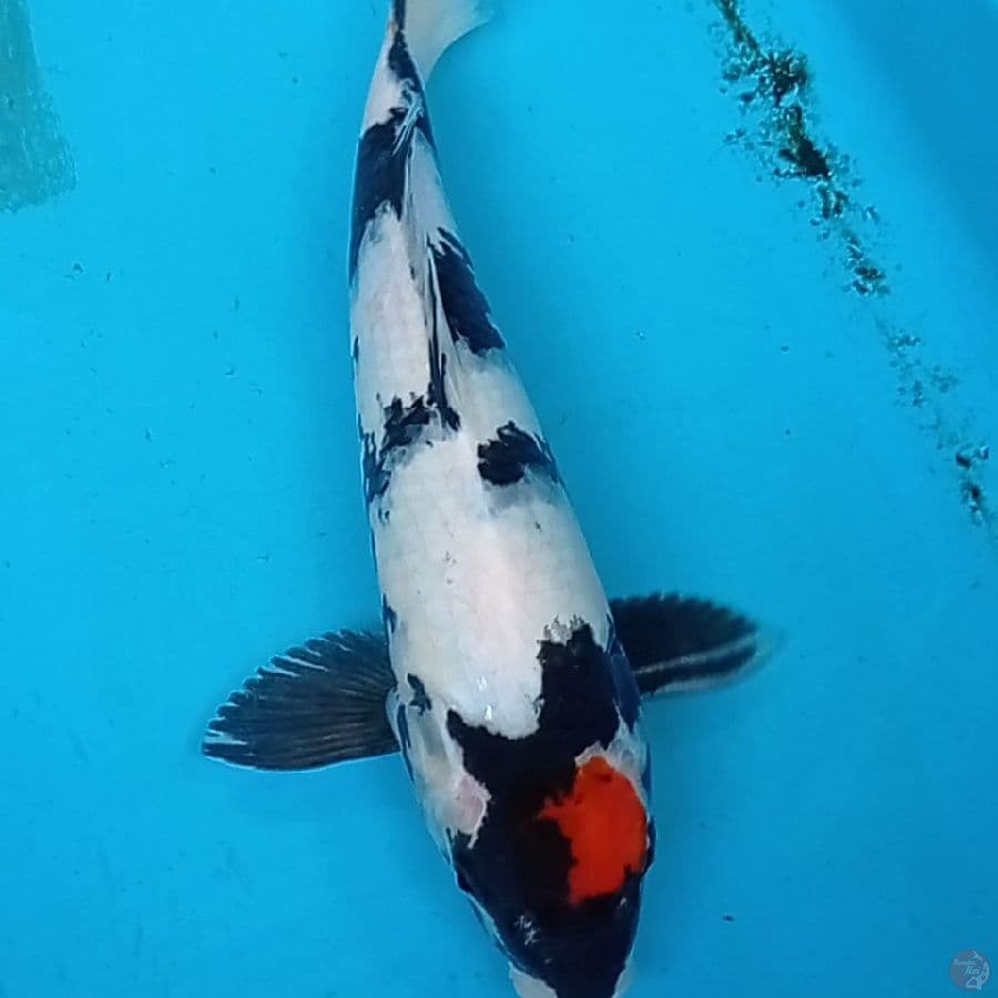 Tancho Showa 33 cm