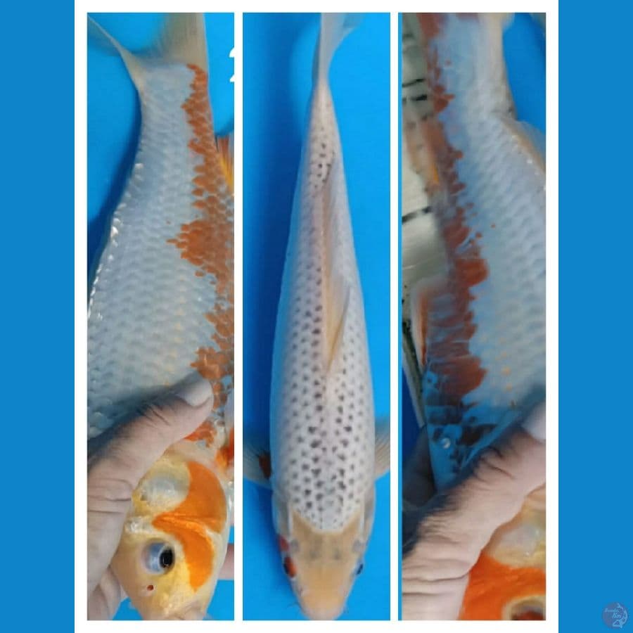 Narumi asagi 34cm