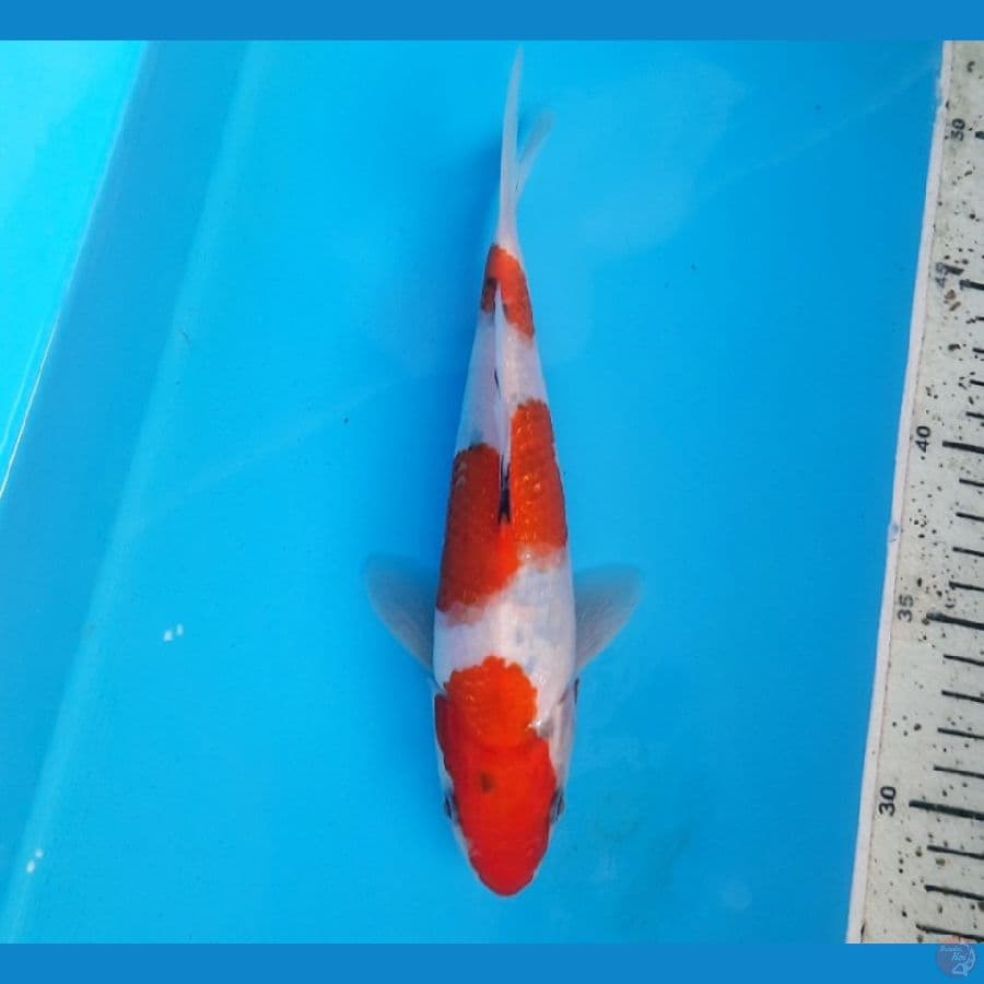 Tategoi showa 22cm