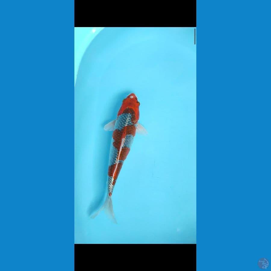 beni ginga female 35cm
