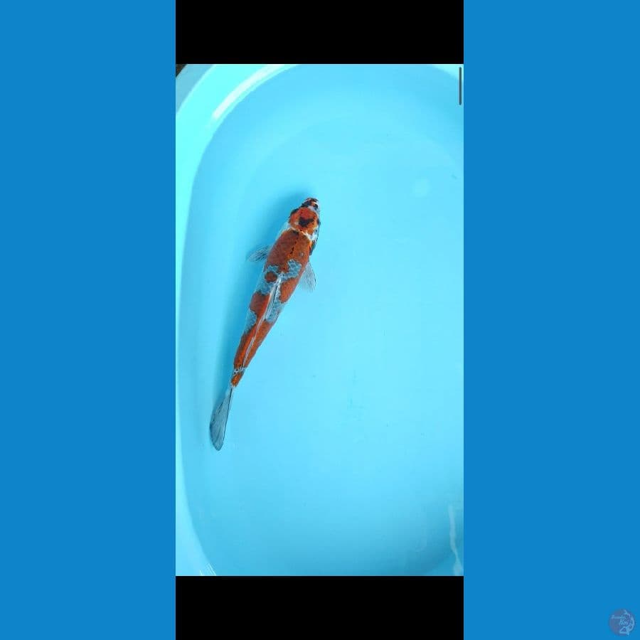 maruten kujaku gingga female 35cm