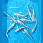Platinum Kumpay~19-22cm / 10ekor