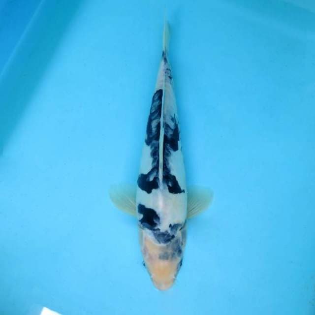 HANA 12 - SHIRO DOITSU