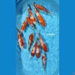 Kohaku ~ 20-25cm / 11ekor