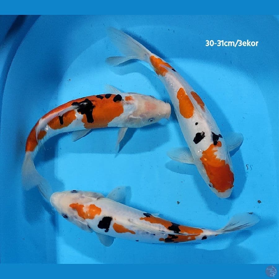 Sanke Doit ~ 30-31cm / 3ekor