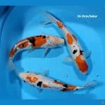 Sanke Doit ~ 30-31cm / 3ekor