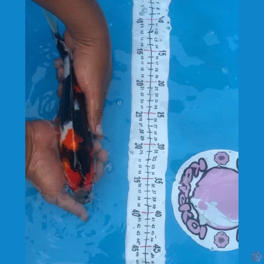 showa istimewa 30cm