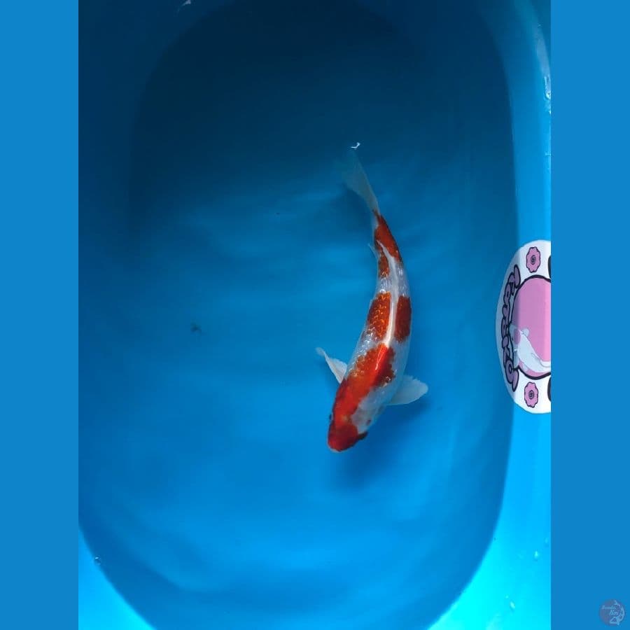 33 cm sandan kohaku gindrin