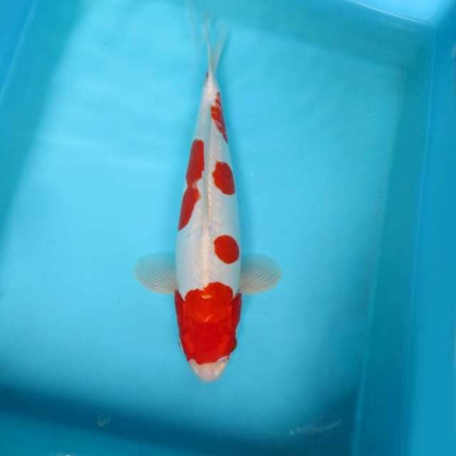 HANA 13 - KOHAKU DOITSU