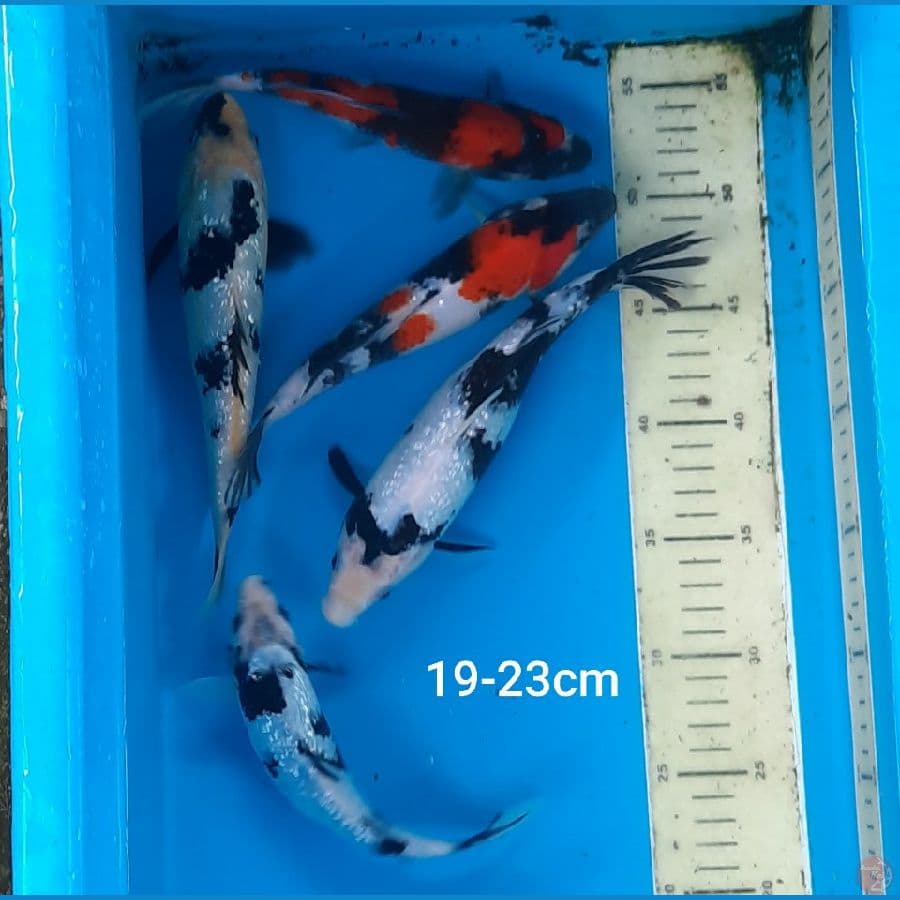 mix showa shiro 5ekor 19-23cm