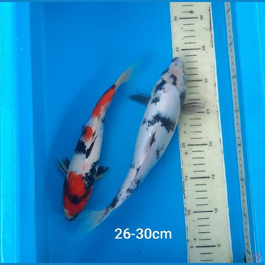 showa shiro 26-30cm 2ekor