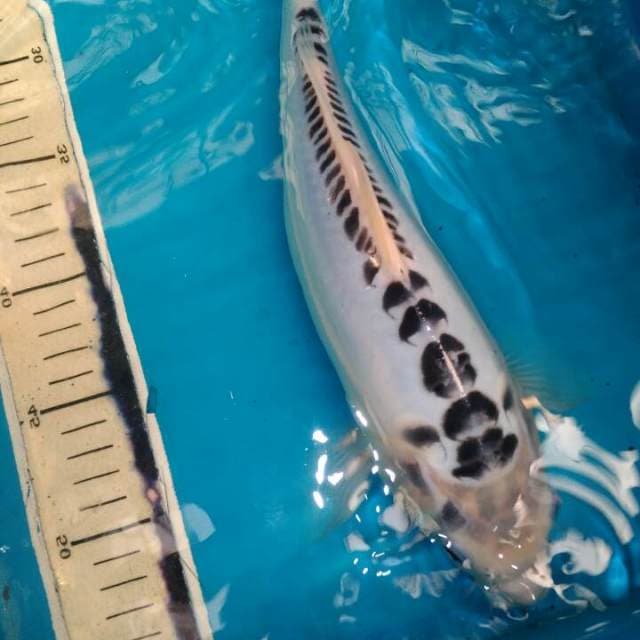 Shusui 35bu