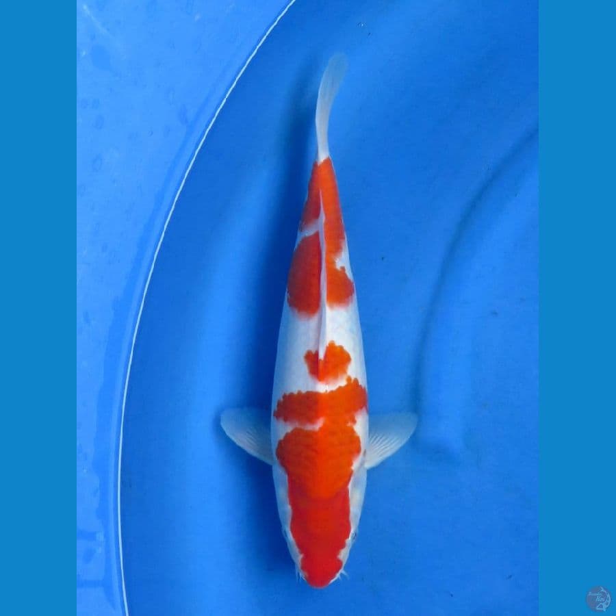 ori kohaku