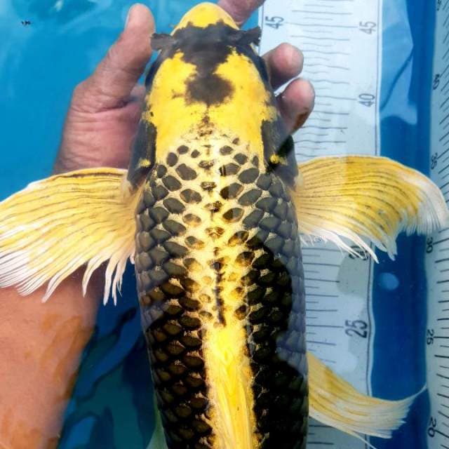 Kabuto Kumpay Super 50BU
