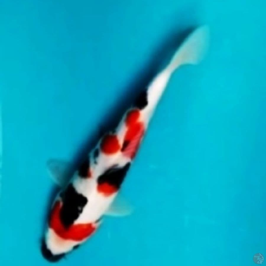 kindai showa 26cm