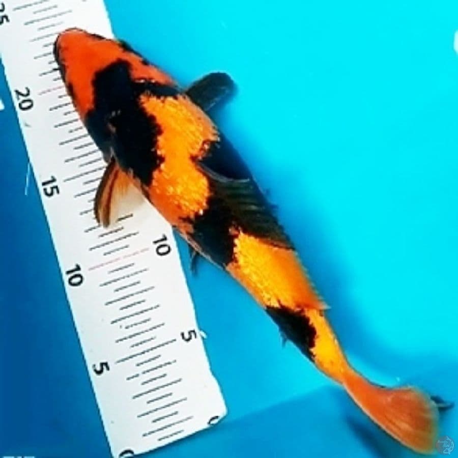 ki utsuri ginrin 28cm