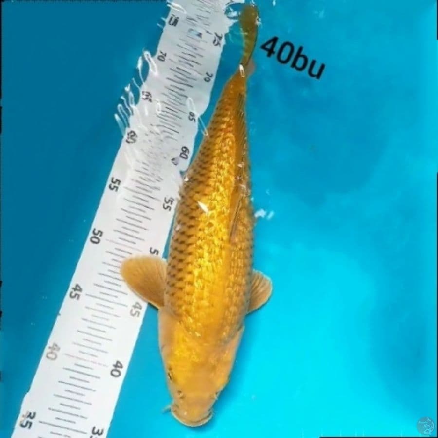 chagoi ginrin doser 40bu