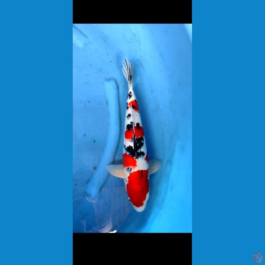 sanke subosumi,, 42 cm male ,, original