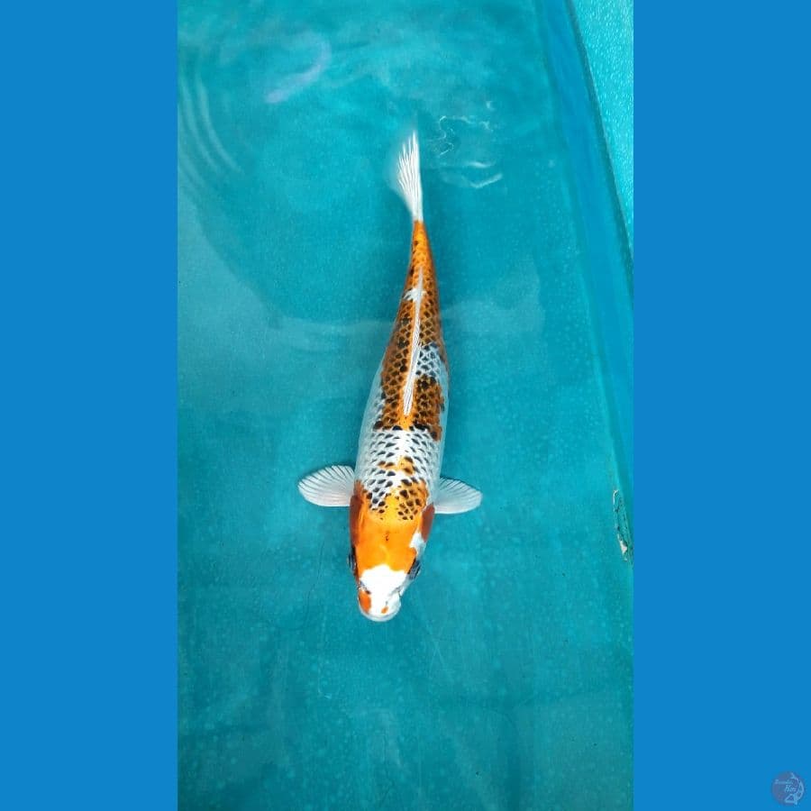 kojaku calon indukan hikari tebal 35cm