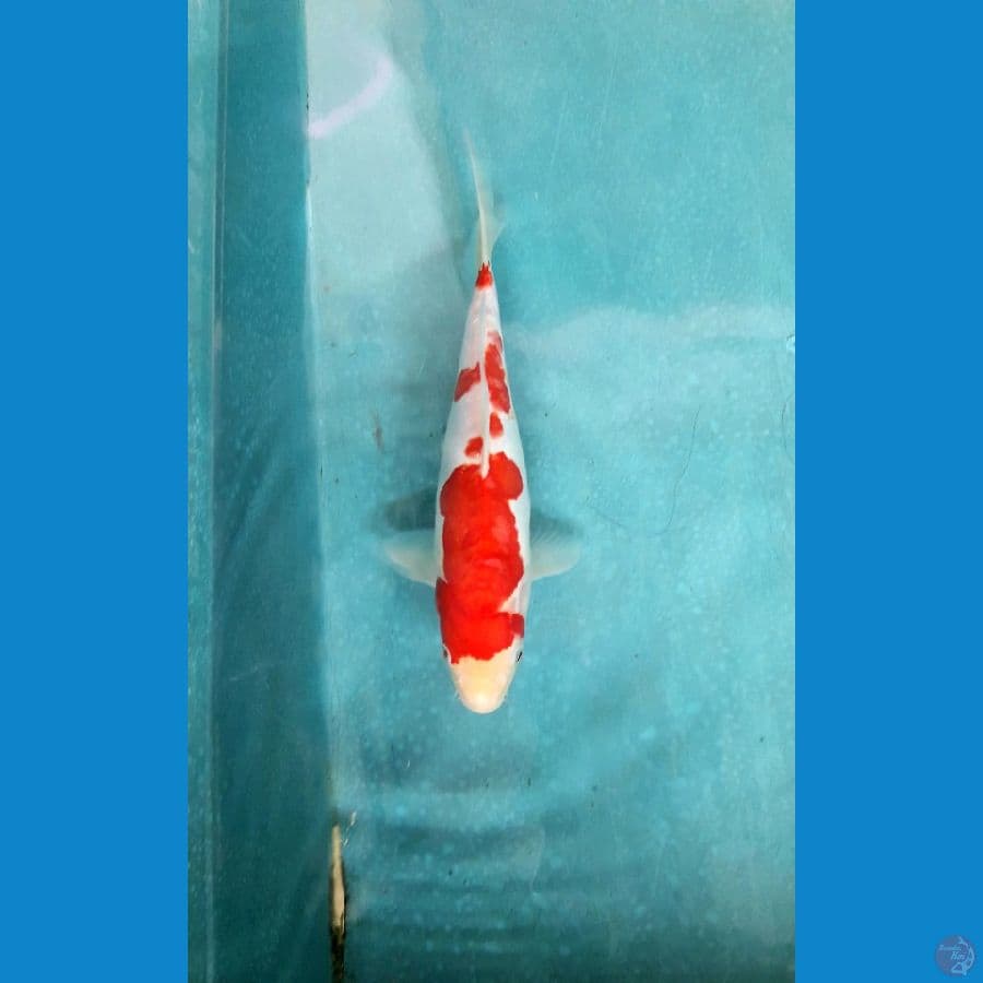 kohaku doitsu jreng strong 25cm