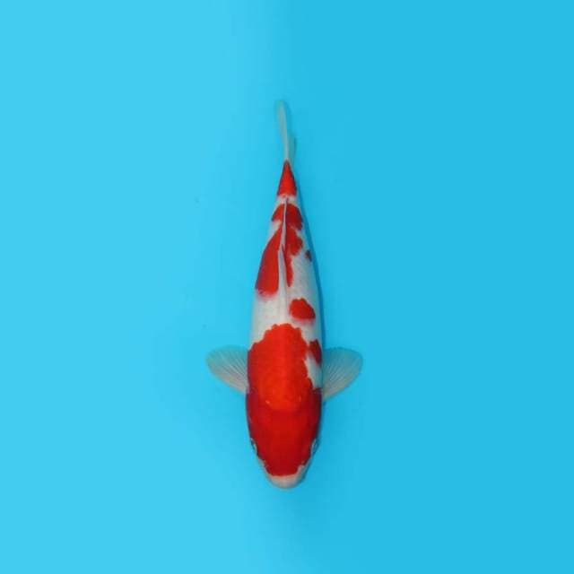 32 cm - KOHAKU