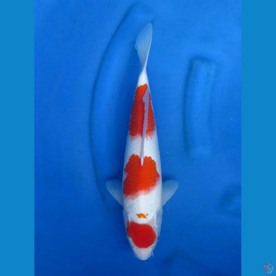 ori kohaku