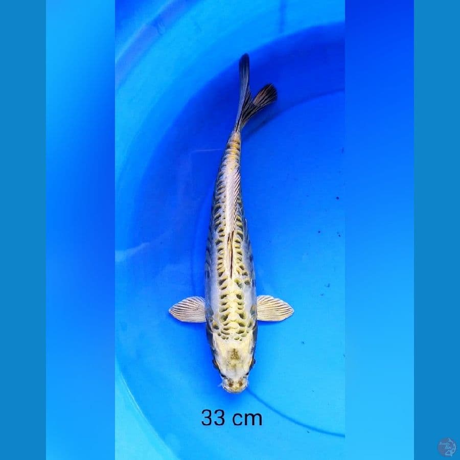 Mukashi aragoke 33 cm