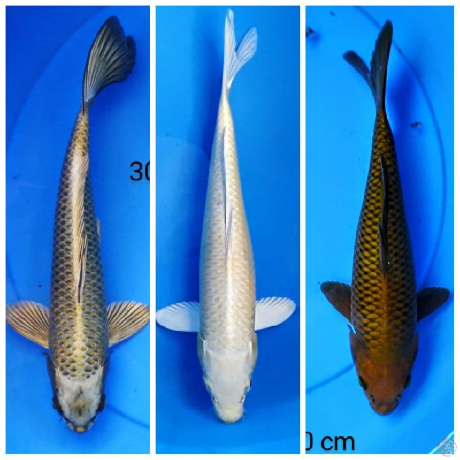 trio ogon 30 cm