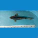 antikan 33cm