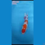 Kohaku Maruten 34cm
