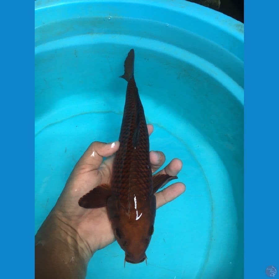 chagoi tembaga ring rapi