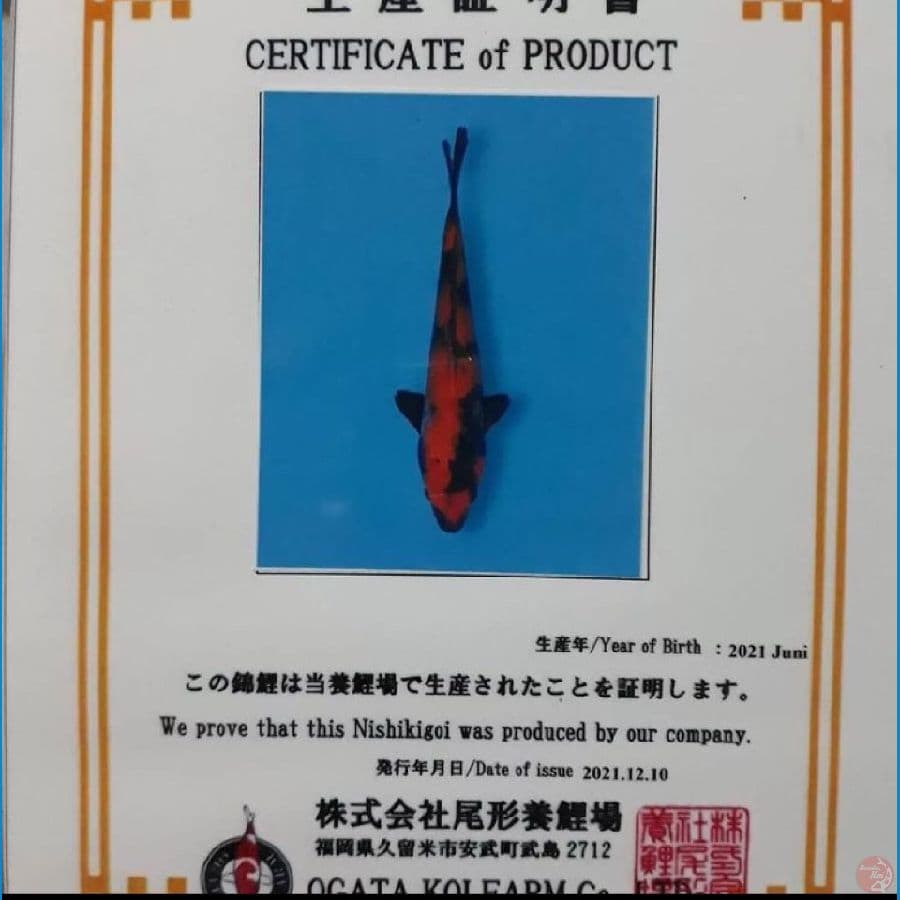 HIUTSURI OGATA KOI FARM
