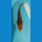 kojaku 34cm